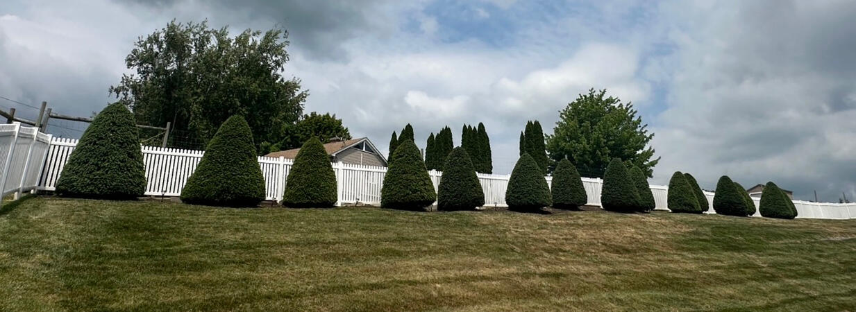 Garden trimming and maintenance